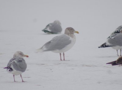 Glaucus gull