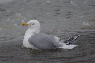 Herring gull