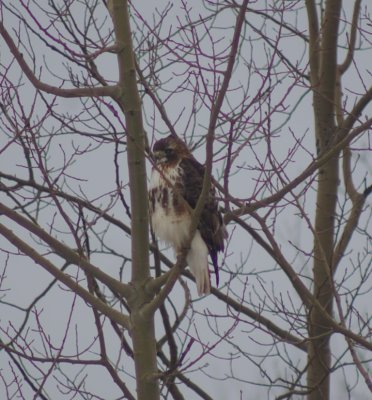 Redtail hawk