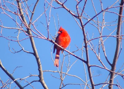 Northern Cardinal M