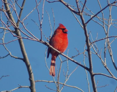 Northern Cardinal M