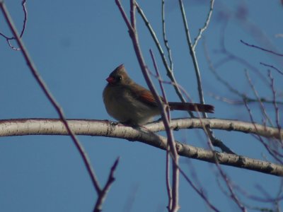 Northern Cardinal F