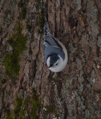 White breasted nuthatch