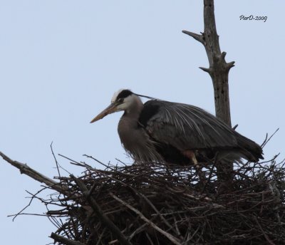 heron