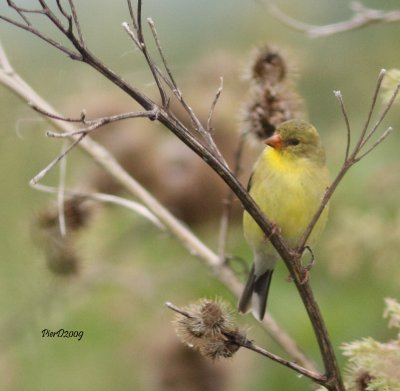 Chardonneret ( femelle)