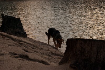 reservoir dog