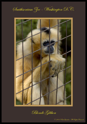 Blond Gibbon