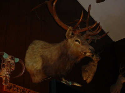 Buck head & antlers