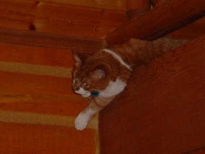 Peanut the cat  playing upstairs