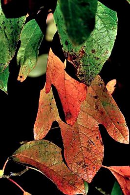 Sassafras Fall Color _6872-2