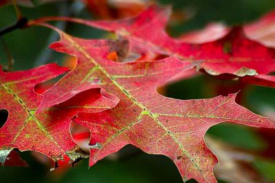 Autumn Oak_7157-2