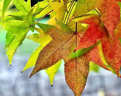 Autumn Sweet Gum_7239