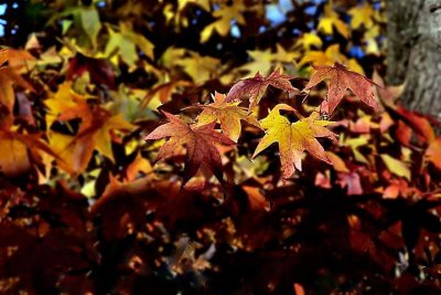 Autumn Sweet Gum_7265