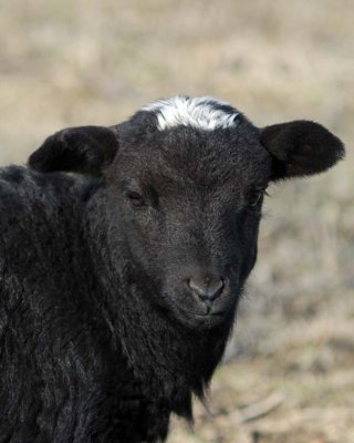 Lamb 2010_8845