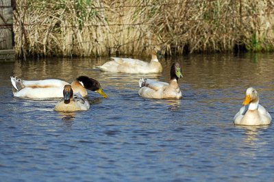 Ducks on the Pond_9387