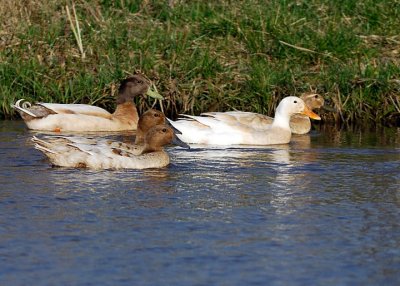 Ducks on the Pond_9397