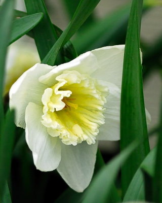 Daffodil_9472