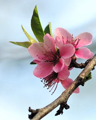 Peach Blossom_0063