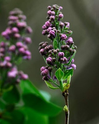 Purple Lilac_0102