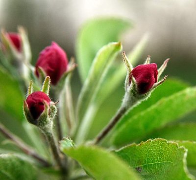 Apple Blossom Buds_9977