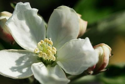 Apple Blossom_9698