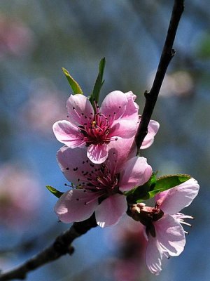 Peach Blossom_9805