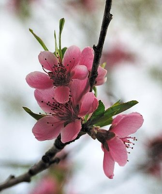 Peach Blossom_9986