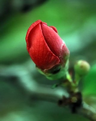 Flowering Quince_9941