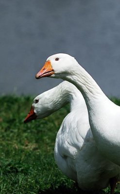 Geese_10427