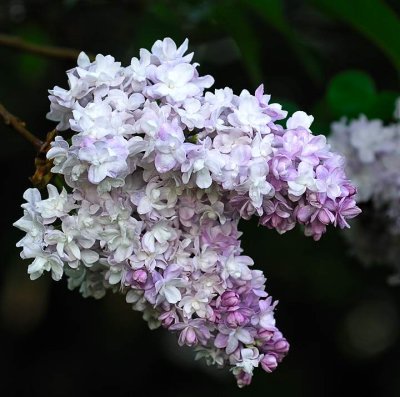 Lilac_10946
