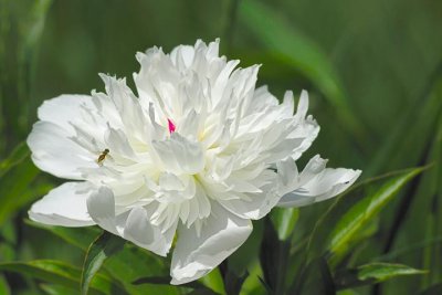 Peony_11577-2