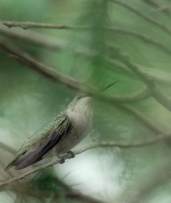 Humming Bird-Orton_12352-3