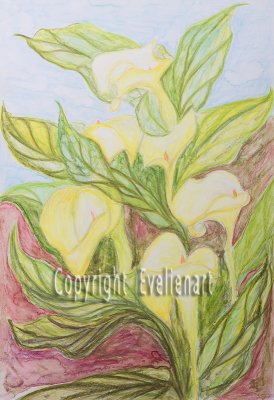 Arum-lilly