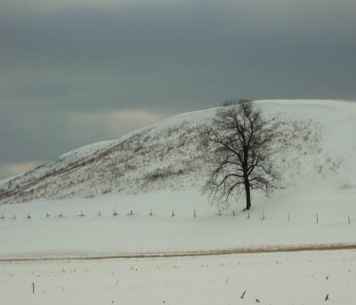 Lone Tree in Farm Field in Winter