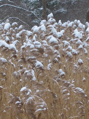Winter Grains in the Wind