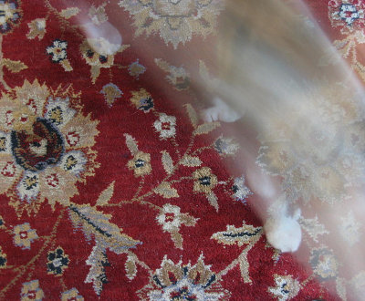 Wisp of Feline