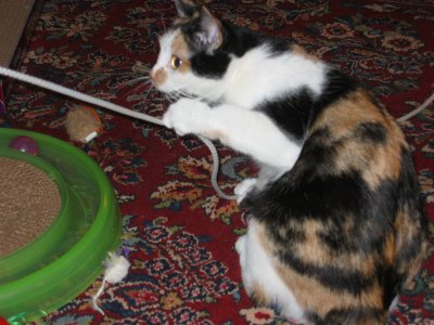 Playing String
