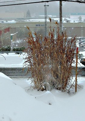 Swirling Snow