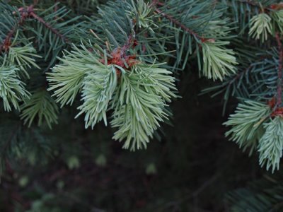 The Pines of Perinton