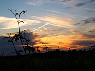 Twilight in the Vineyard