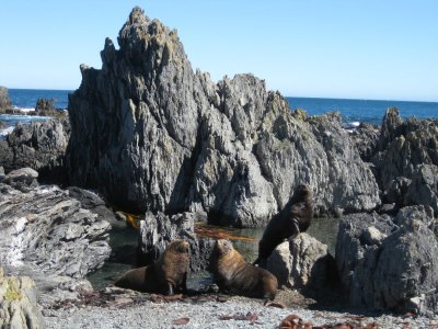 Seals Colony