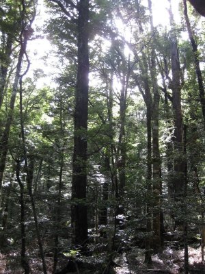 Forest in Nelson Lakes N.P.