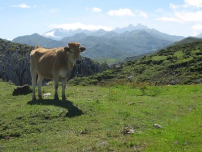 P.N. Picos de Europa