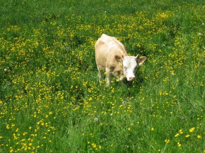 Vaca cerca de Wengen