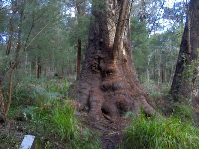 Karri Forest