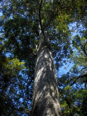 Tree in the Coromandel