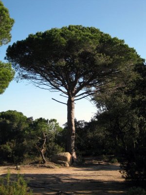 Sant Feliu de Guixols.La Pedralta