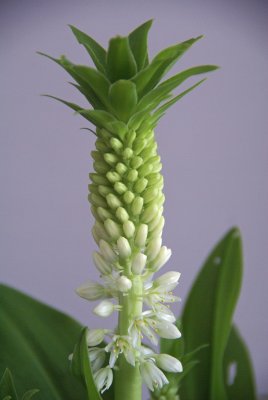 Pineapple lily, Eucomis comosa