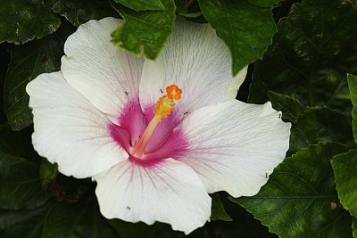 White with pink center.