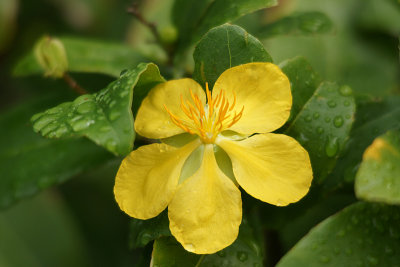 Mickey mouse plant flower